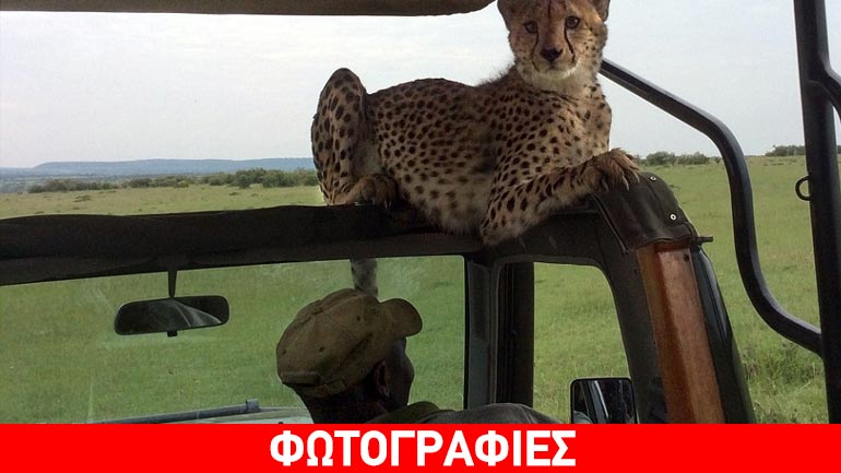 Ιρλανδός τουρίστας ήρθε πρόσωπο με πρόσωπο με ένα αιλουροειδές