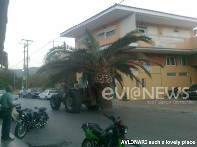 To κόκκινο σκαθάρι «χτύπησε» στο Αυλωνάρι