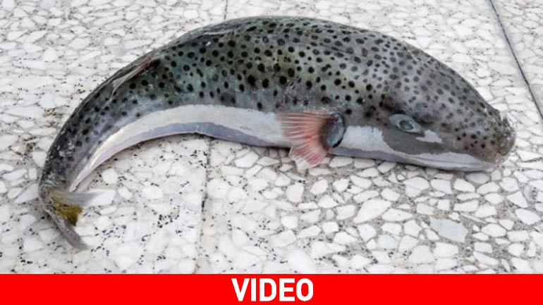 Ψάρεψε λαγοκέφαλο 5 κιλών στον Άγιο Νικόλαο!