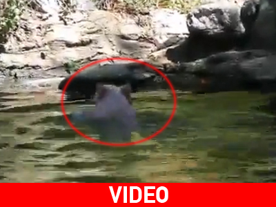 Ένα γουρουνάκι σε ρόλο ναυαγοσώστη