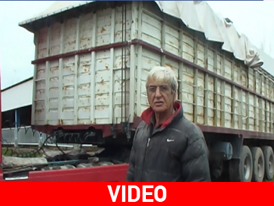 Φόρτωσαν μοσχάρια σε νταλίκα για να τα κλέψουν