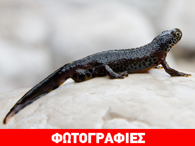 Ο «Σήφης» της Κρήτης και ο «δράκος» της Πίνδου