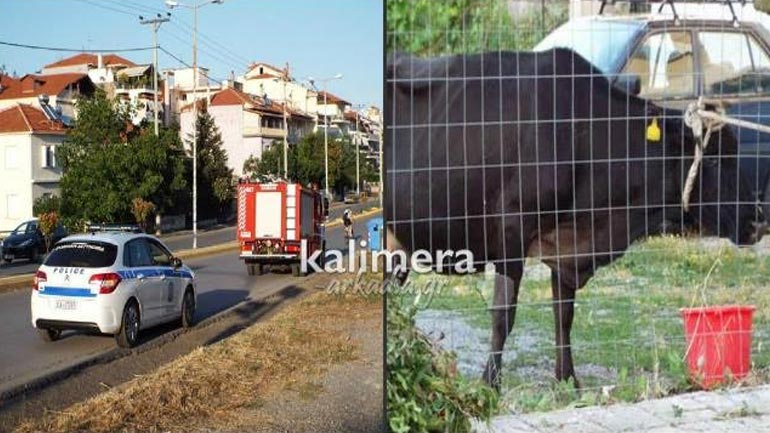 Μία… αγελάδα προκάλεσε κινητοποίηση στην Τρίπολη!