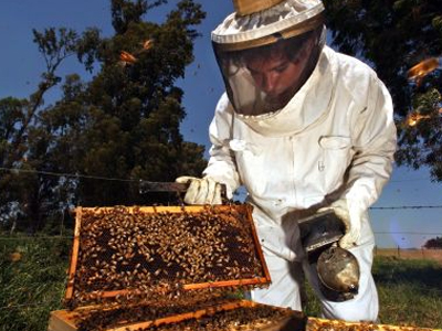 O μελισσοκόμος της Βουλής