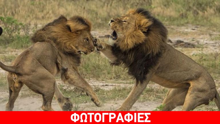 Σκότωσαν και τον αδελφό του Σεσίλ στη Ζιμπάμπουε