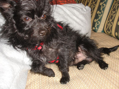 Ψάχνει τον ιδιοκτήτη του…