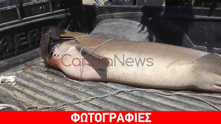 Κρήτη: Έπιασαν καρχαρία 3 μέτρων