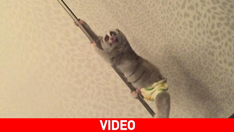 Κερκοπίθηκος μαθαίνει… pole dancing!