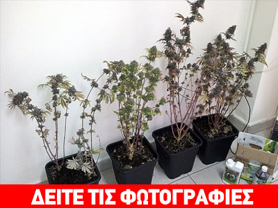 Γλάστρες με… χασίς!