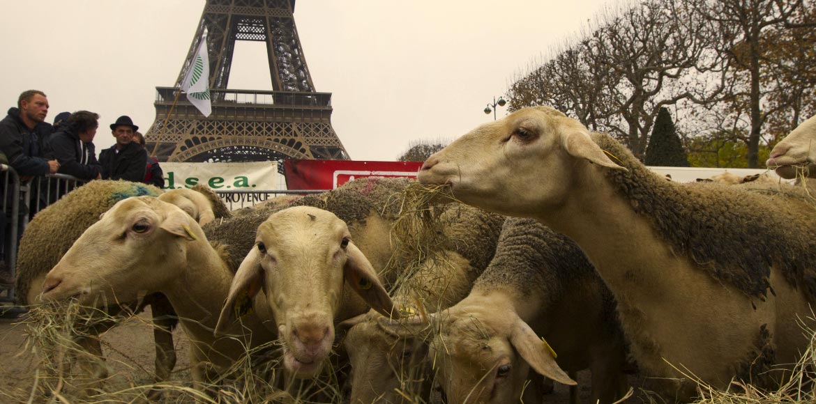 Tα πρόβατα βγήκαν βόλτα στο Παρίσι