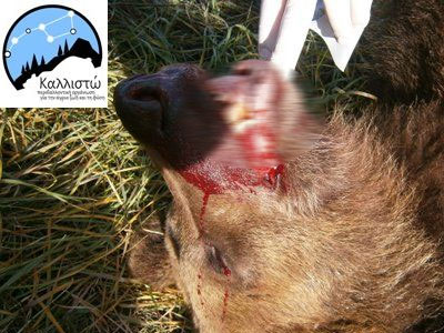 Νέο τροχαίο με θύμα αρκούδα