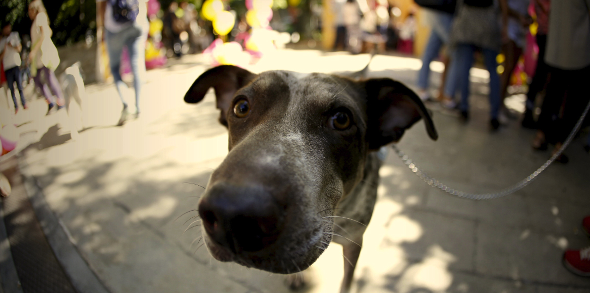 Παγκόσμια Ημέρα των Ζώων