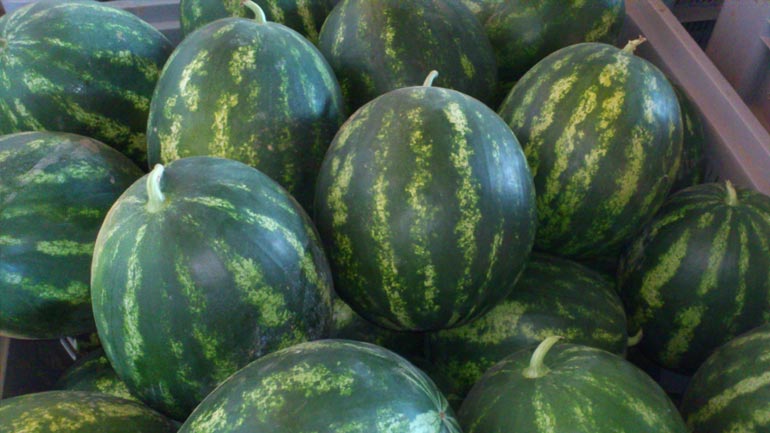 Καταγγελίες πολιτών για καρπούζια-δηλητήριο στον Έβρο