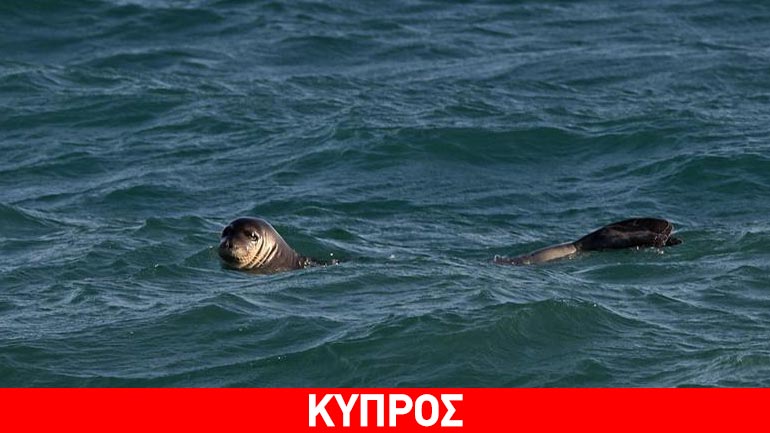 Μεσογειακή φώκια «Monachus monachus» εμφανίστηκε σε παραλία της Λεμεσού