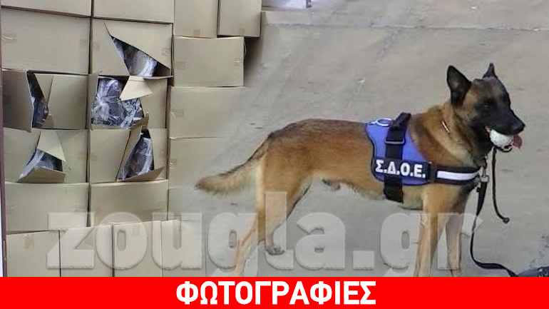 Νέο χτύπημα στο λαθρεμπόριο τσιγάρων πέτυχε η Δίωξη Ναρκωτικών του ΣΔΟΕ με τον Diablo