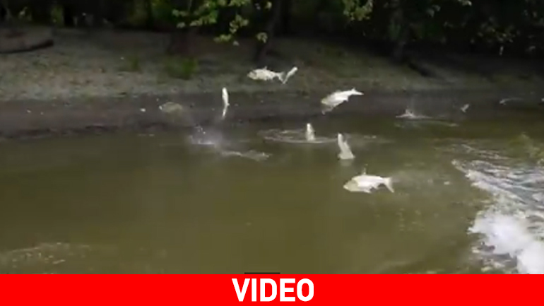 Τα… ιπτάμενα ψάρια!