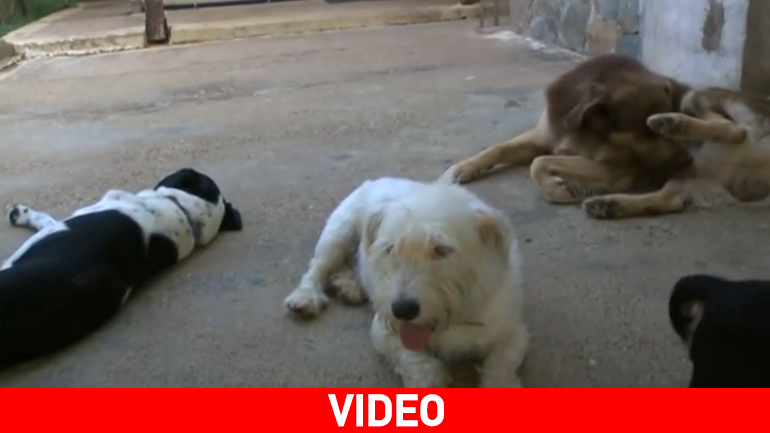 Ρεπορτάζ του BBC για τα αδέσποτα σκυλιά της Ελλάδας