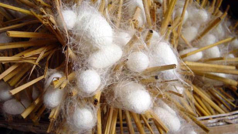 Μετάξι: Νέα θεραπεία για την ξηροστομία;