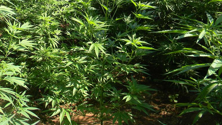 Τεράστια χασισοφυτεία σε δύσβατη περιοχή στον Άγιο Κωνσταντίνο