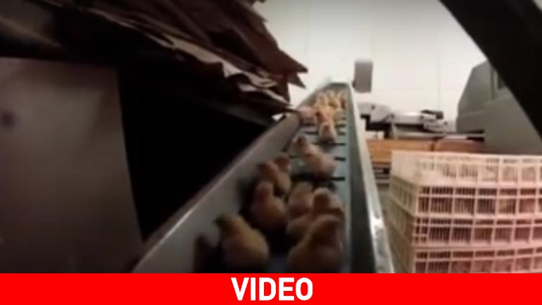 Ορνιθοτροφείο-κολαστήριο