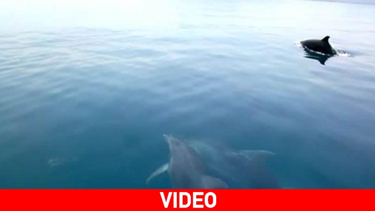 Mαλιακός: Βόλτα παρέα με τα δελφίνια