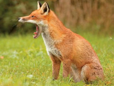 Εμβολιασμοί των κόκκινων αλεπούδων για την αντιμετώπιση της λύσσας