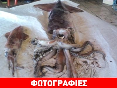 Καλαμάρι γίγας γέμισε το τραπέζι της Καθαρής Δευτέρας