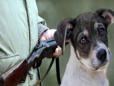 Εύβοια: Πυροβόλησε και σκότωσε αδέσποτο σκύλο