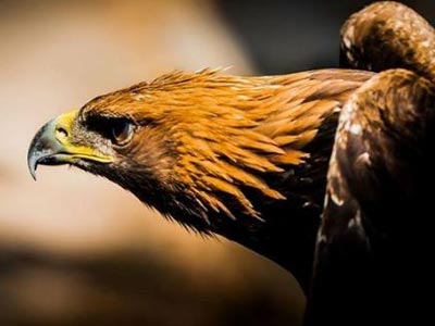 Δηλητηριασμένος χρυσαετός εντοπίστηκε στην Κοζάνη