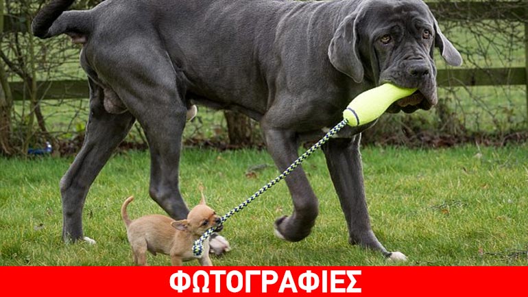 Σκύλος βγάζει βόλτα τον… σκύλο του