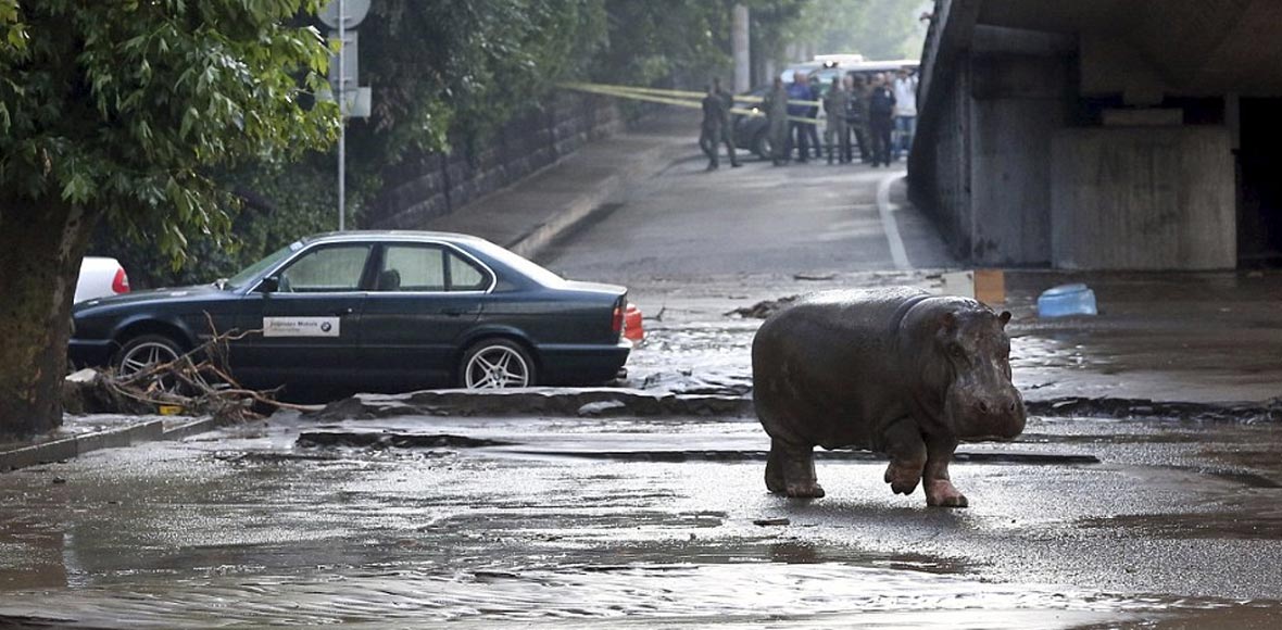 Tα ζώα το ΄σκασαν
