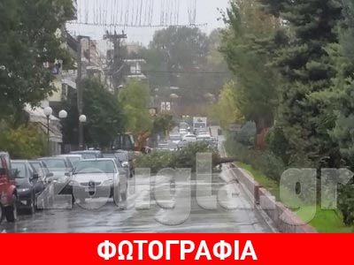 Εκριζώθηκε δέντρο στο Περιστέρι