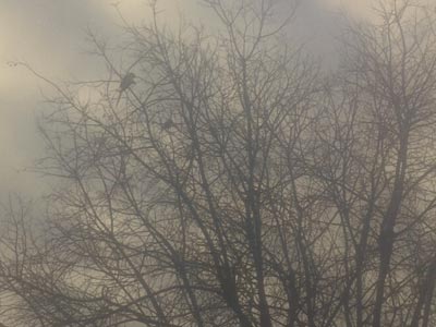 Θεσσαλονίκη: Μεγάλοι πράσινοι παπαγάλοι έχουν κάνει… στέκι τους ένα πάρκο