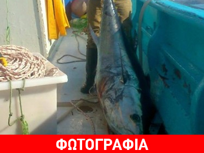 Η ψαριά του καλοκαιριού