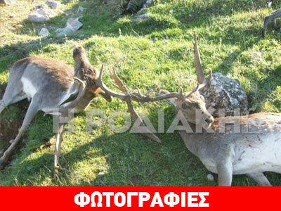 Ρόδος: Μάχη μέχρι θανάτου