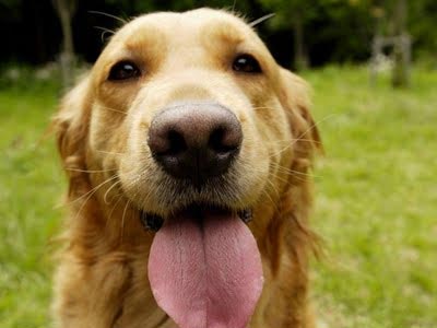 Τι δηλώνει η ράτσα του σκύλου για τον ιδιοκτήτη του