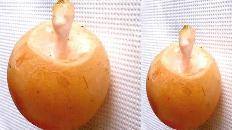 Κότα γέννησε… φτερωτό αβγό!