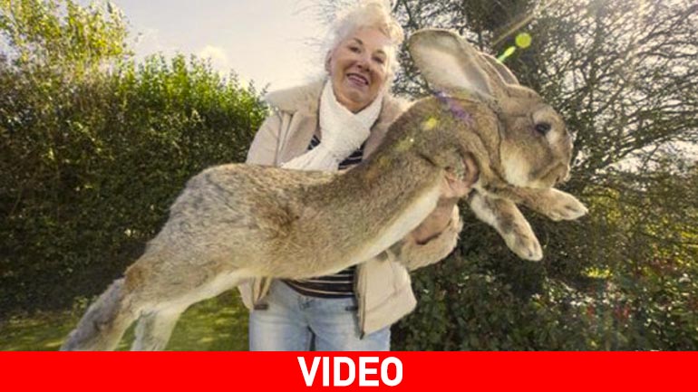Το μεγαλύτερο κουνέλι στον κόσμο…