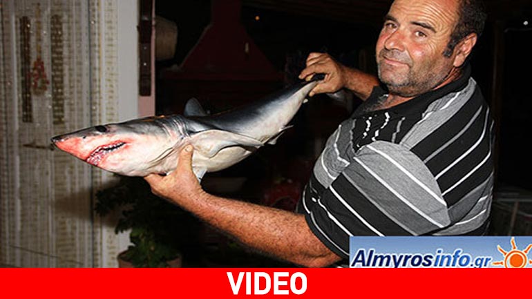 Μικρός καρχαρίας πιάστηκε στα δίχτυα ψαρά στον Παγασητικό