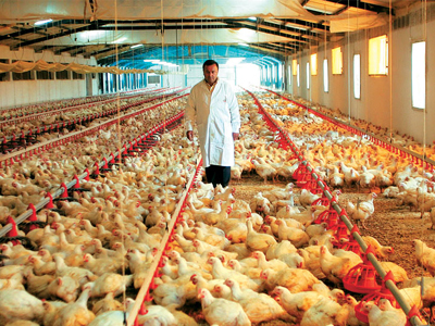 Bαριά πρόστιμα σε πτηνοτροφικές επιχειρήσεις για δημιουργία καρτέλ