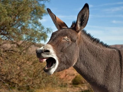 «Είπε ο γάιδαρος τον πετεινό κεφάλα»