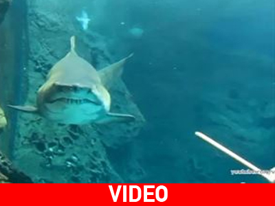 Hράκλειο: Καθάρισε το ενυδρείο παρέα με τον καρχαρία