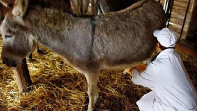 Έλυσαν τα προβλήματα της κρίσης χάρη στα… γαϊδούρια