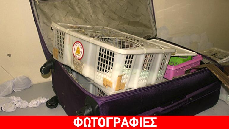 Ζωολογικός κήπος… σε βαλίτσα!