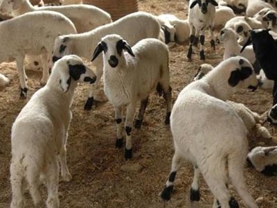 Λάρισα: Πρόστιμο 30.000 ευρώ για κακοποίηση ζώου