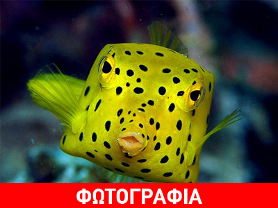Boxfish: Το παράξενο ορθογώνιο ψάρι!