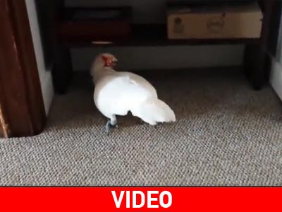 Έχετε δει ποτέ παπαγάλο να νευριάζει;