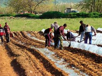 Ανέργους αγρεργάτες αναζητά ο δήμος Ευρώτα