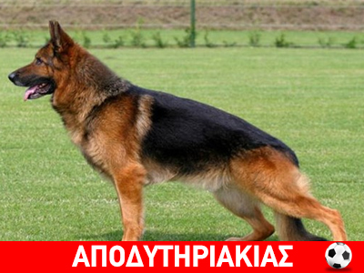 Ο σκύλος δίνει 10 εντολές στο αφεντικό του!