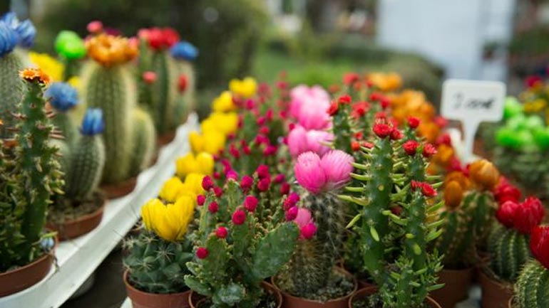 Πρωτομαγιά στην 61η Ανθοκομική Έκθεση Κηφισιάς